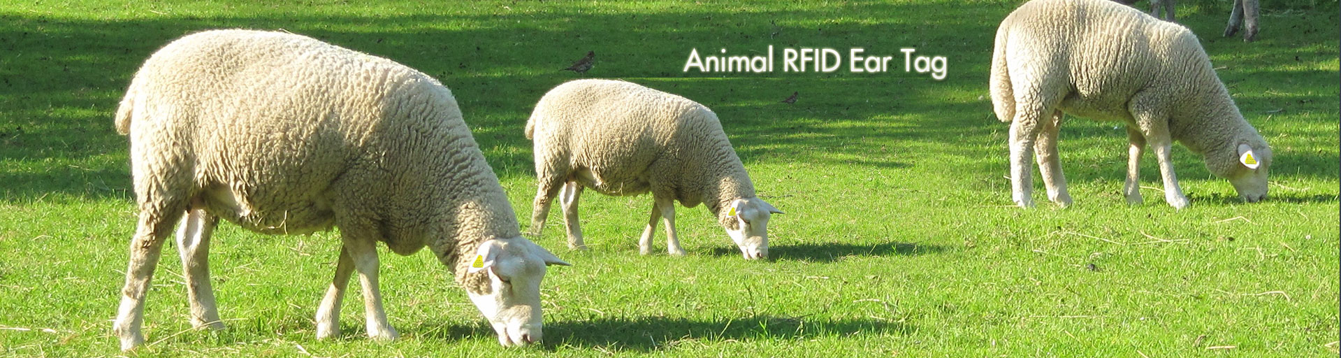 RFID метки животных уха