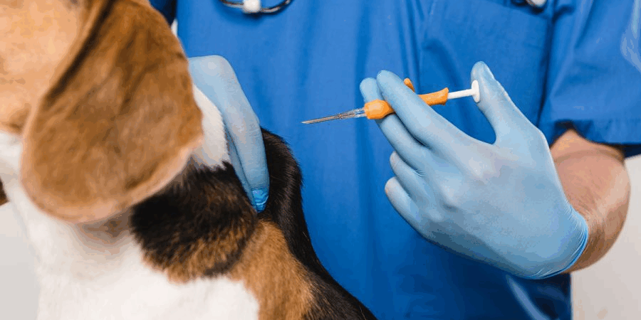 animal microchip