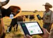 Brazilian cattle with UHF RFID ear tag and rancher holding handheld RFID scanner in Mato Grosso pasture